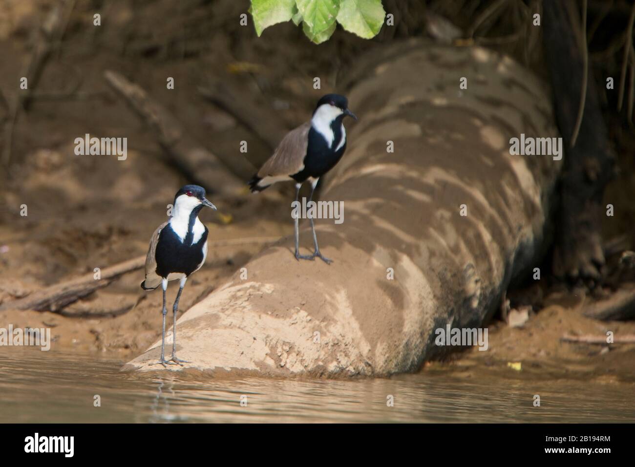 Sporngeflügelte Lapwing oder Plover (Vanellus spinosus), am Ufer des Flusses Gambia. Stockfoto