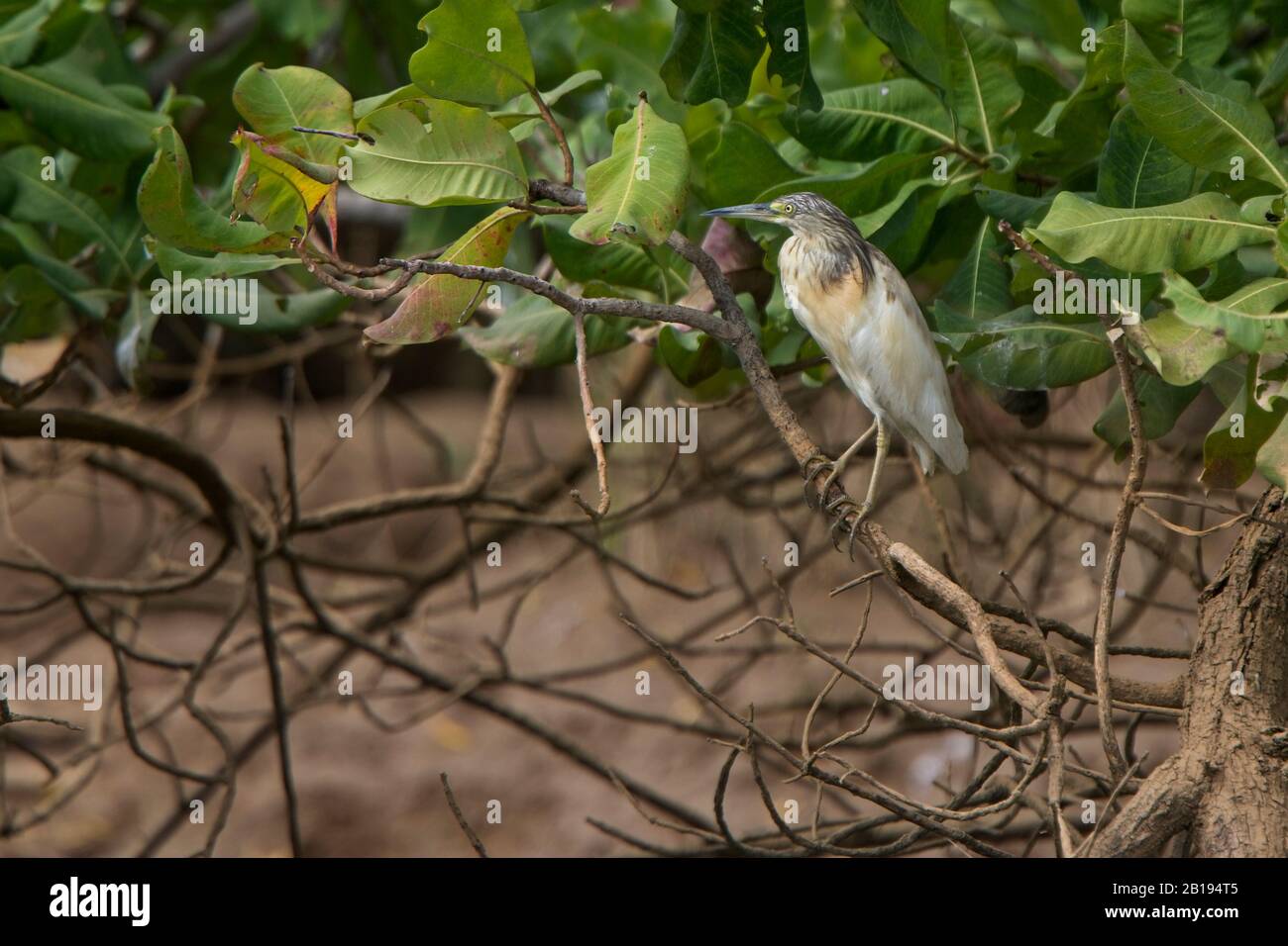 Squacco Heron (Ardeola ralloides) thront auf einem Abzweig über dem Fluss Gambia. Stockfoto