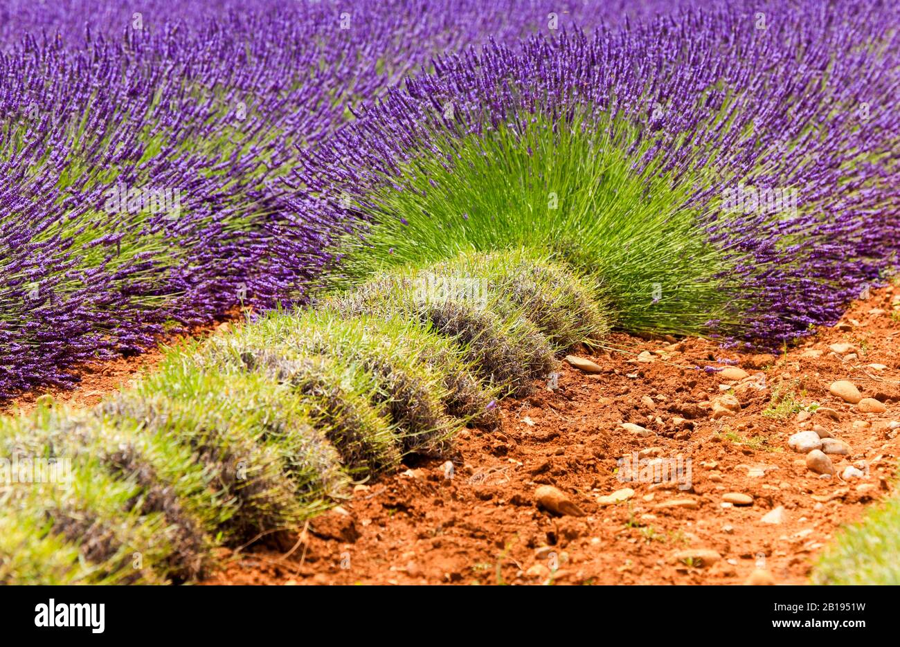 Frankreich, Provence Blaublüten Lavendel Ernte in der Valensole Stockfoto