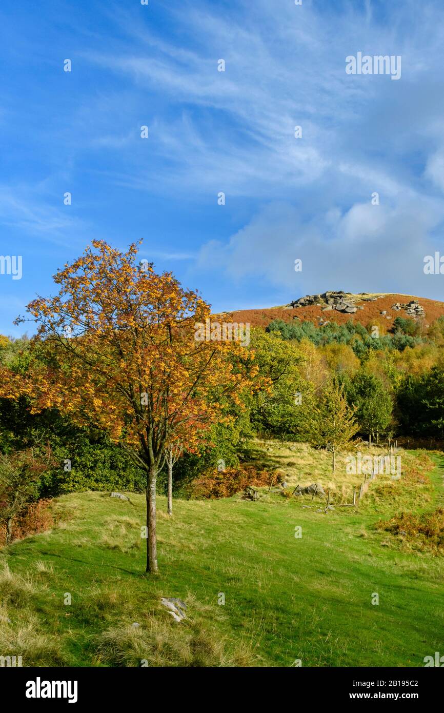 Landschaftlich schöner Blick (Herbstfarben, steile sonnenbeleuchtete Fells oder Moore, Gipfel von High Hill & Crag, blauer Himmel) - Bolton Abbey, North Yorkshire, England, Großbritannien. Stockfoto