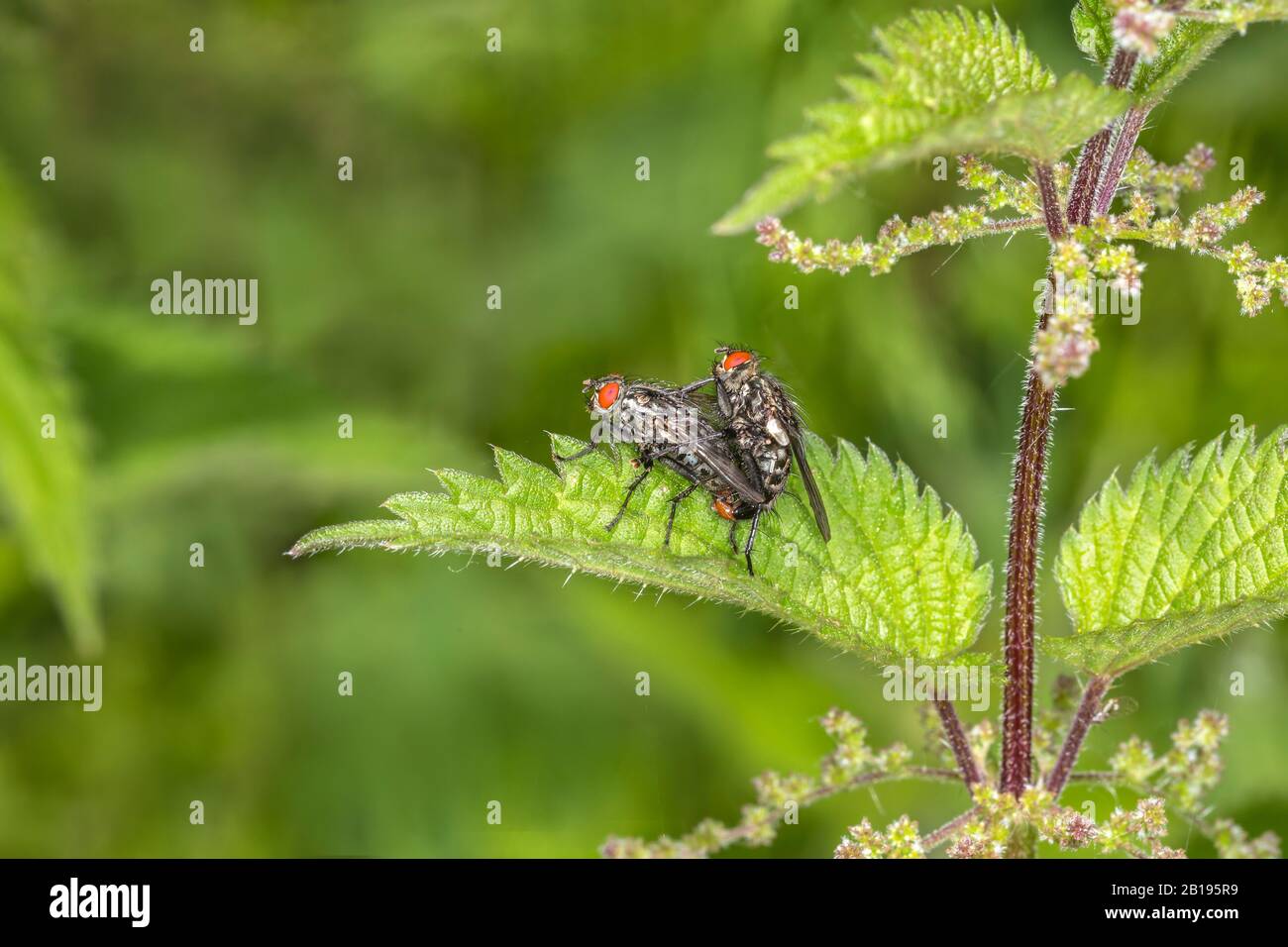 Flesh Fly (Sarcophaga-Arten) paaren sich auf dem Blatt im Wald Cheshire UK Juni 2019 53326 Stockfoto