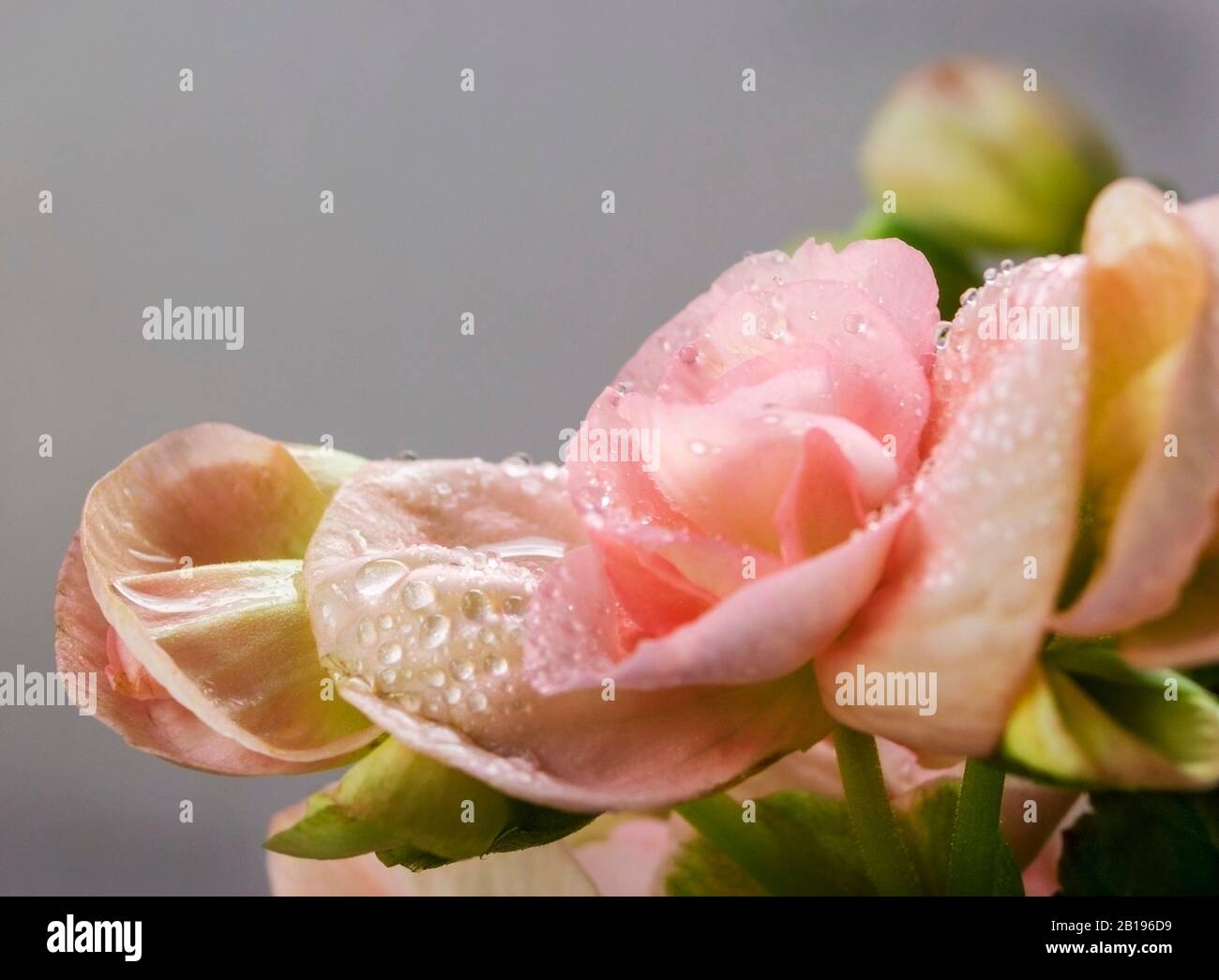 Eine Nahaufnahme der Begonia blüht mit Wassertröpfchen. Eine sehr beliebte Hausanlage, die auch im Garten als Bettzeug und in Wannen genutzt wird Stockfoto