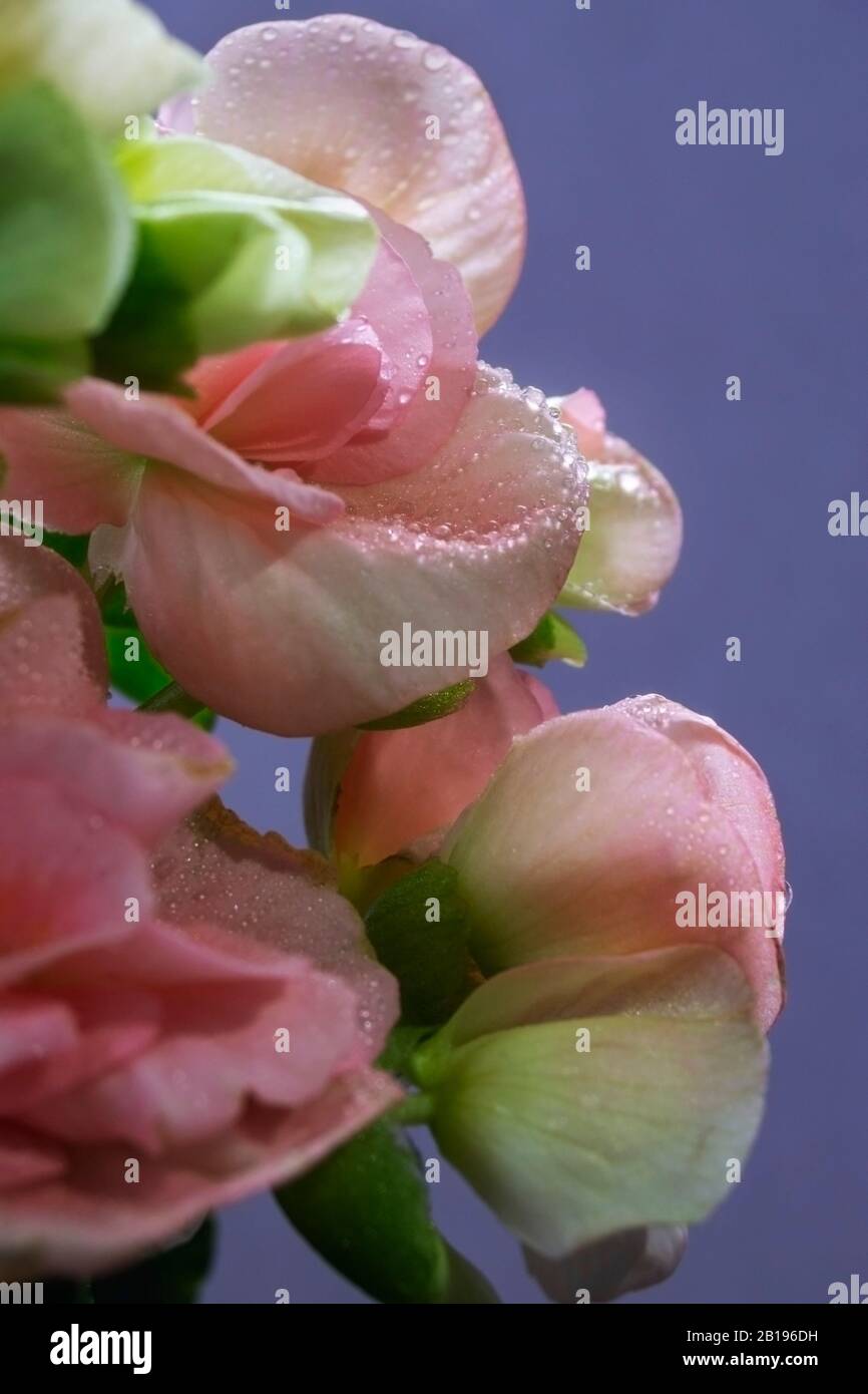 Eine Nahaufnahme der Begonia blüht mit Wassertröpfchen. Eine sehr beliebte Hausanlage, die auch im Garten als Bettzeug und in Wannen genutzt wird Stockfoto