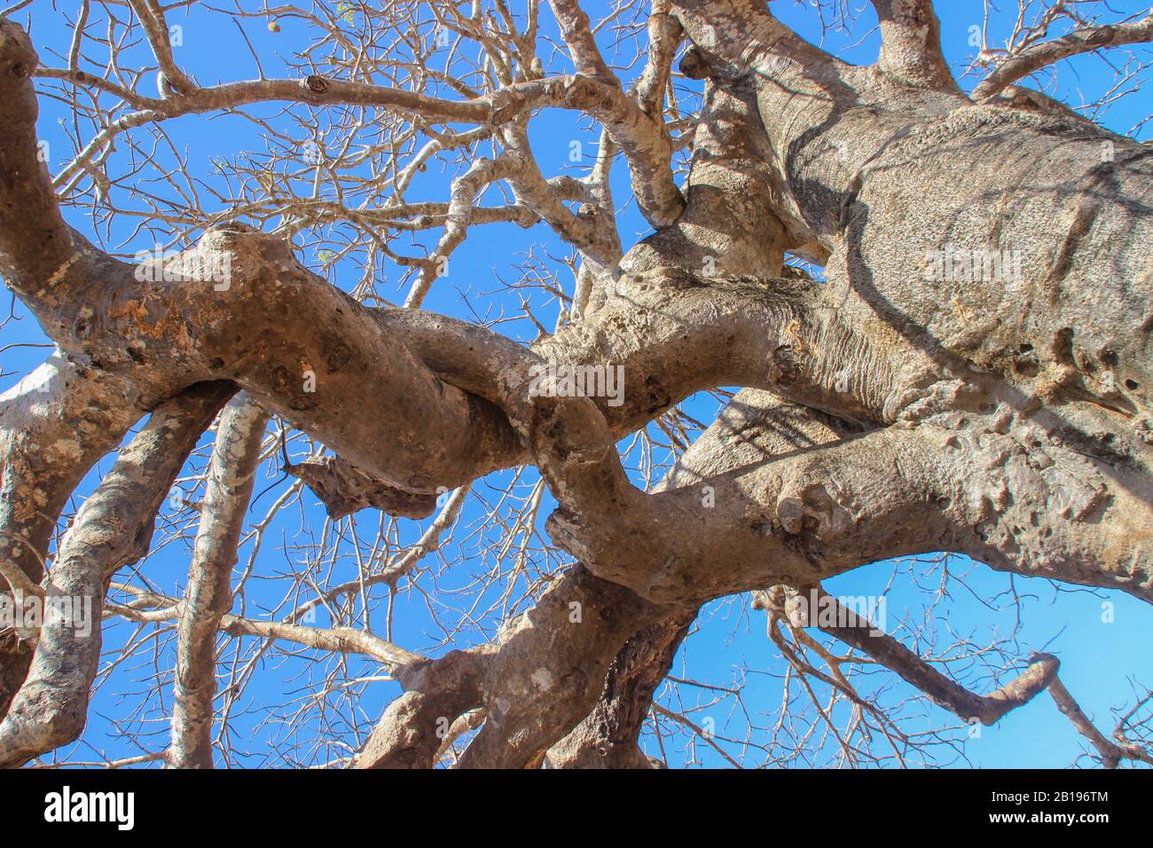 Die mächtigen Äste des alten Baobabbaums Stockfoto