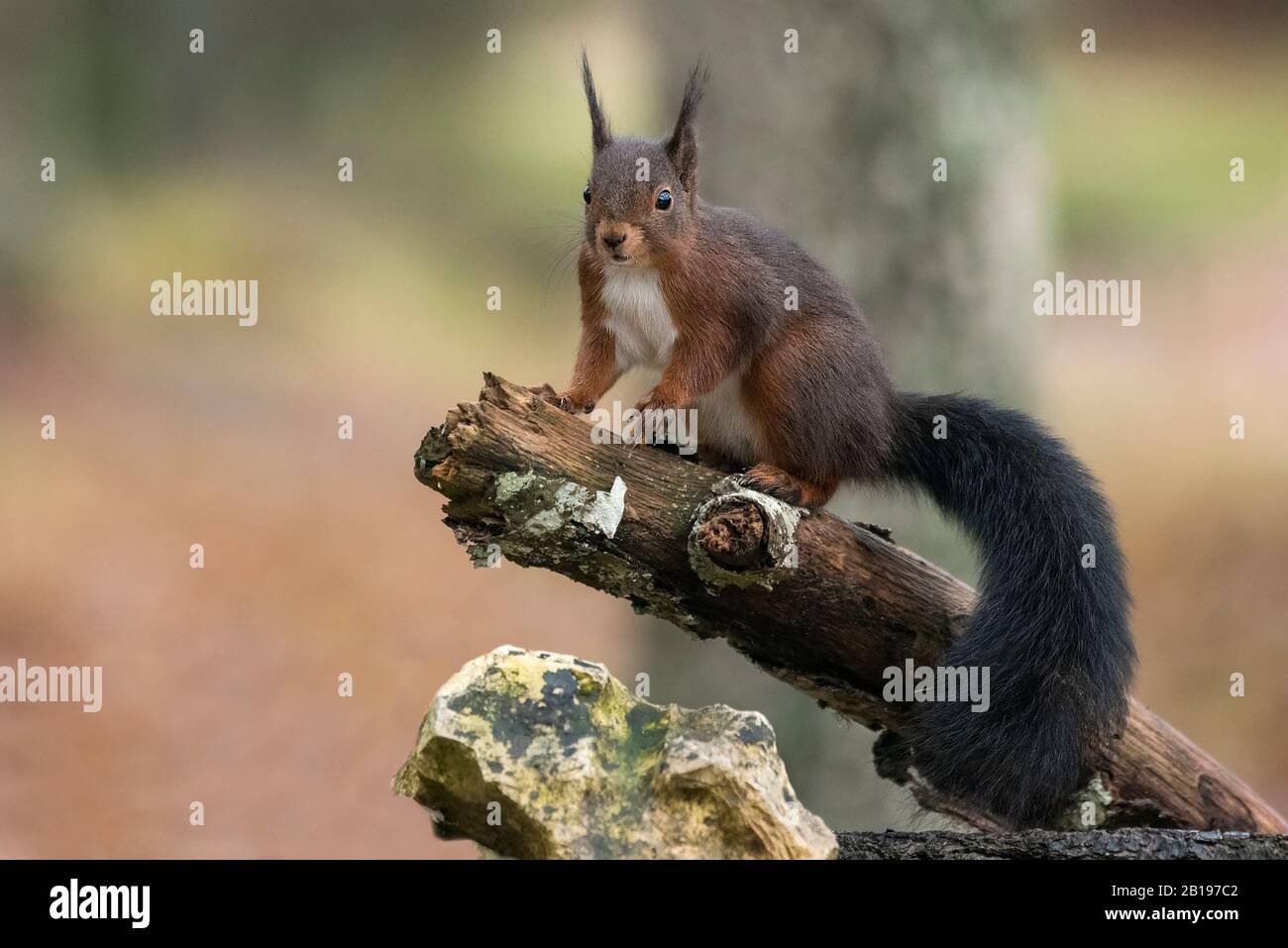 Rothörnchen essen Nüsse im Wald Stockfoto