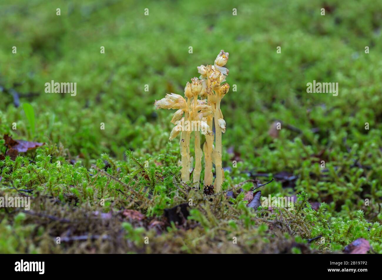 Yellow Bird's-Nest (Hypopitys monotropa) wächst in feuchtem Wald in der Nähe von Wrexham North Wales UK Juni 2019 53746 Stockfoto