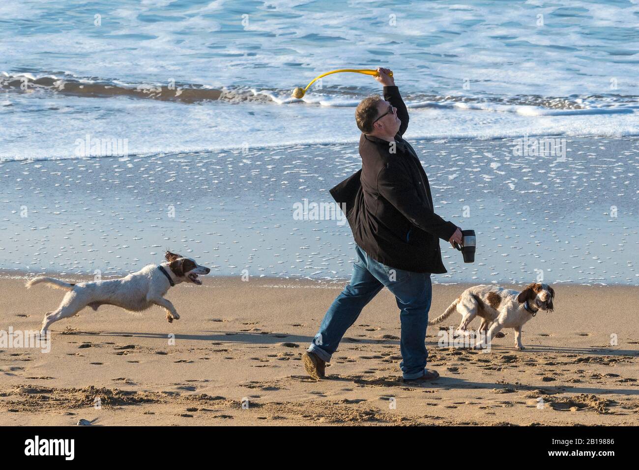 Ein Hundebesitzer wirft einen Ball für seinen jungen, energischen Springer Spaniels am Fistral Beach in Newquay in Cornwall. Stockfoto