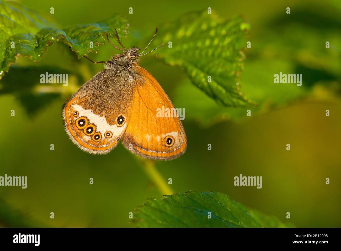 Pfannenheide (Coenonympha arcania), an einem Blatt, Seitenansicht, Deutschland, Nordrhein-Westfalen, Eifel Stockfoto