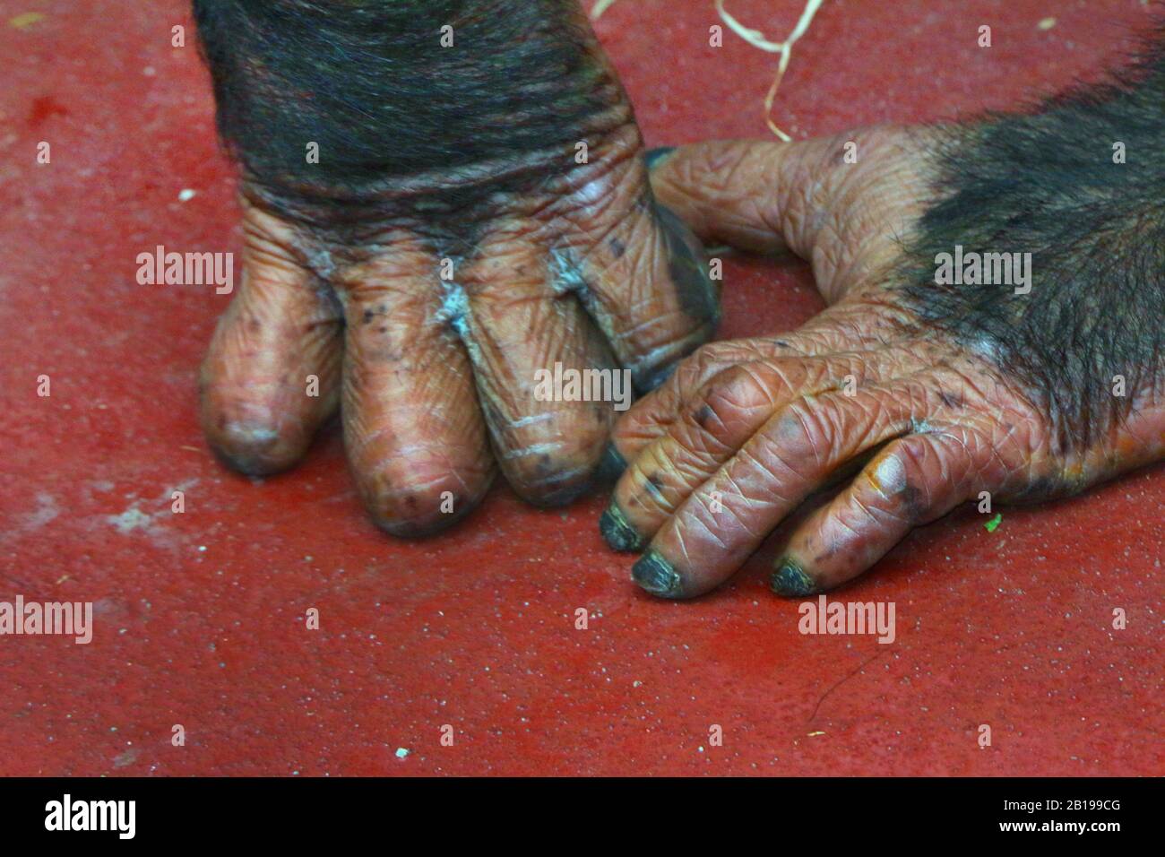 Westliche gemeine Schimpanse (Pan troglodytes verus), Hände auf dem Boden Stockfoto