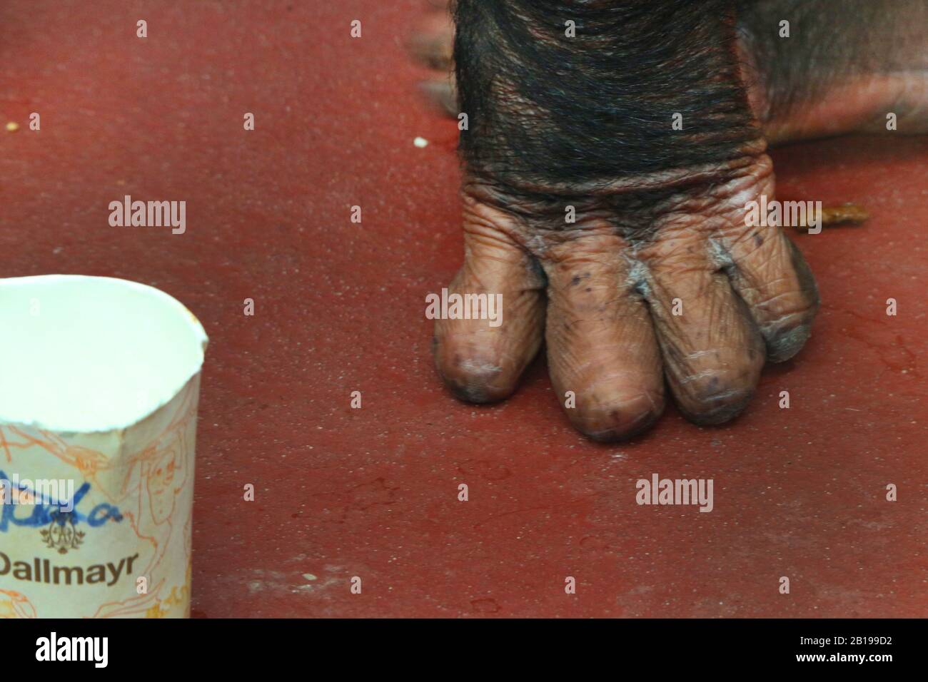 Westliche gemeine Schimpanse (Pan troglodytes verus), Handschlag auf dem Boden, Zooschuss Stockfoto