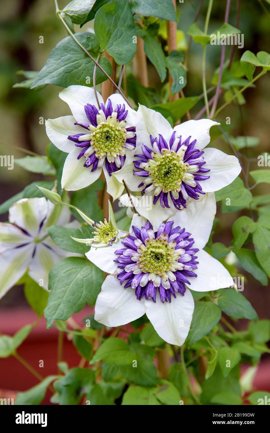 Clematis, Jungfrauen-bower (Clematis 'Viennetta', Clematis Viennetta), Cultivar Vignetta Stockfoto