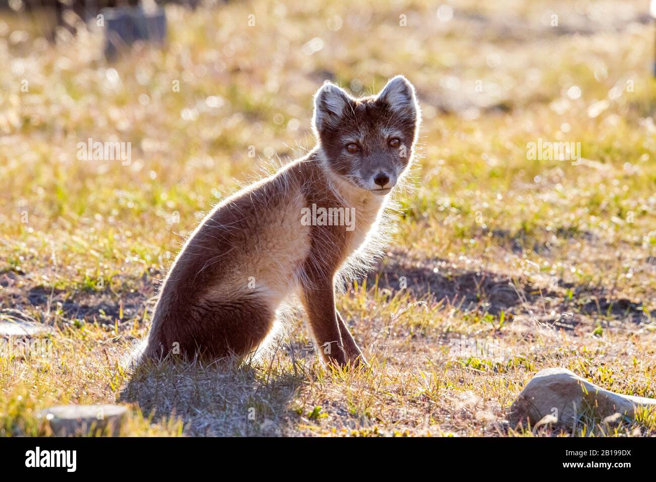 Polarfuchs, Polarfuchs (Alopex lagopus, Vulpes lagopus), in Gras sitzend, im Sommermantel, Norwegen, Spitzbergen Stockfoto