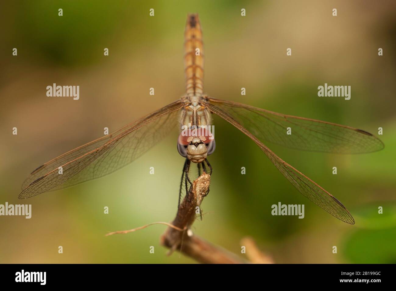 Violetter Dropwing, violett markierter Darter, violett gespülter Darter, plumfarbener Dropwing (Trithemis annulata), weiblich, Portugal, Algarve Stockfoto