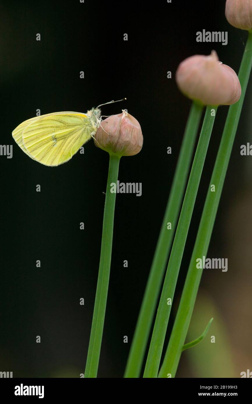 Grün-Veined weiß, Grün-Veined weiß (Pieris napi, Artogenia napi, Pieris napae), an Leek, Seitenansicht, Niederlande, Frisia Stockfoto