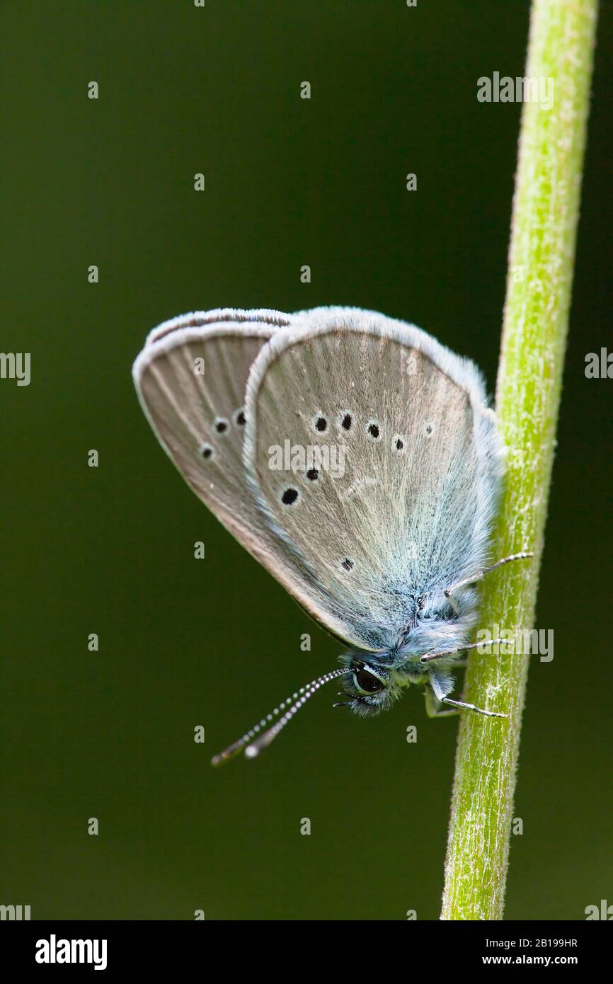 Mazarinblau (Polyommatus semiargus, Cyaniris semiargus), an einem Stamm, Österreich, Tyrol Stockfoto