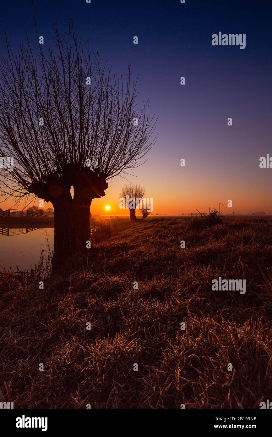 Bestäubt wurden Weiden bei Sonnenaufgang in Polder de Boer en Kalsbeek, Niederlande, Frisia, Wirdum Stockfoto