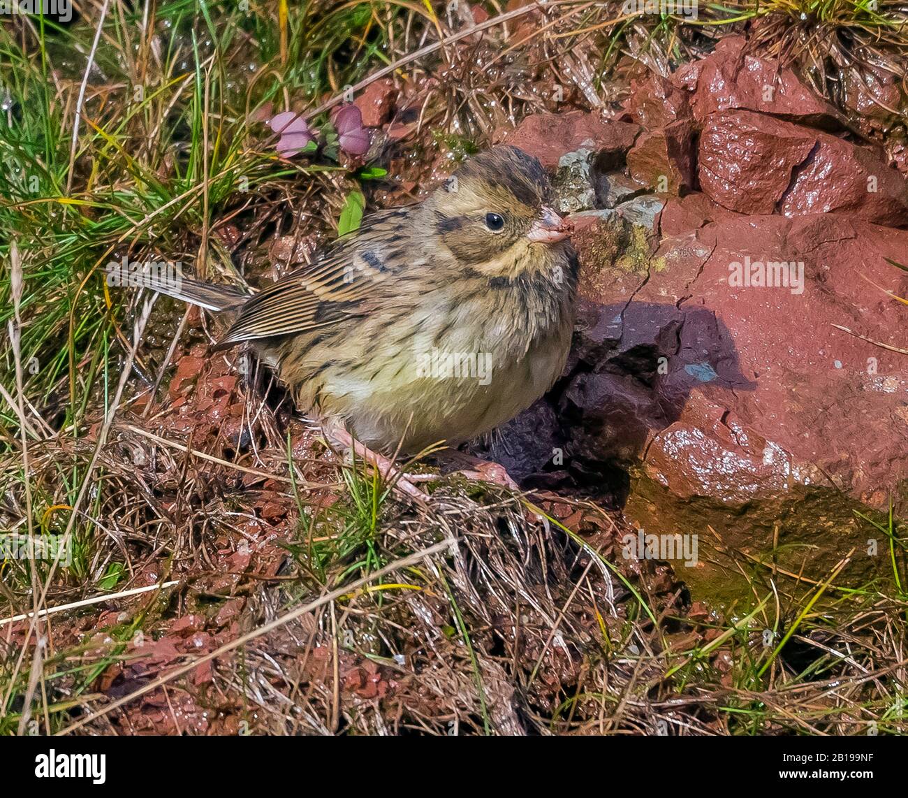 Schwarzgesenkter Buntspecht (Emberiza spodocephala, Schoeniclus spodocephala), am Boden sitzend, Deutschland, Schleswig-Holstein, Heligoland Stockfoto