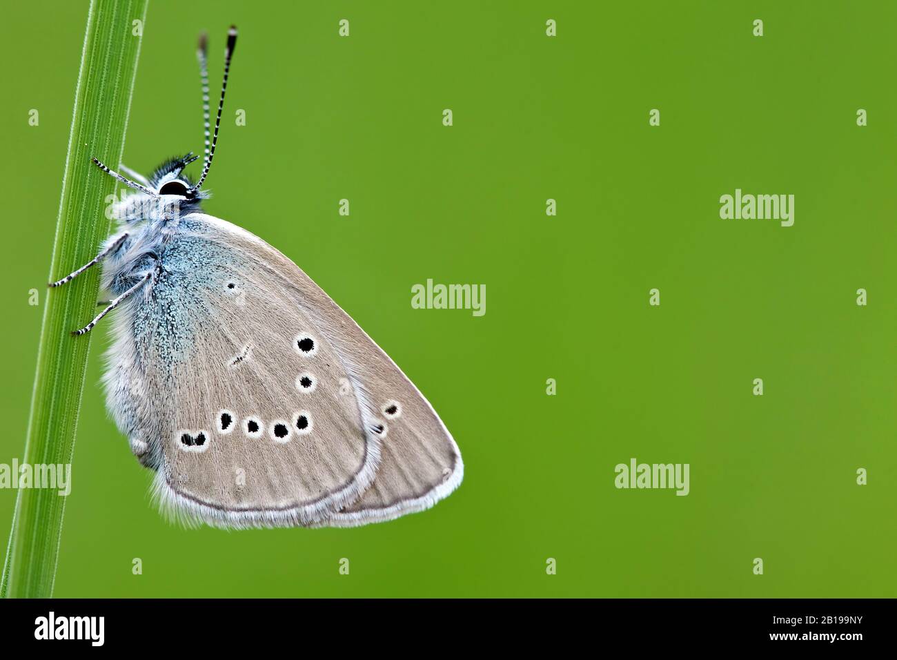 Mazarinblau (Polyommatus semiargus, Cyaniris semiargus), sitzt auf einem Blatt, Niederlande, Limburger Stockfoto