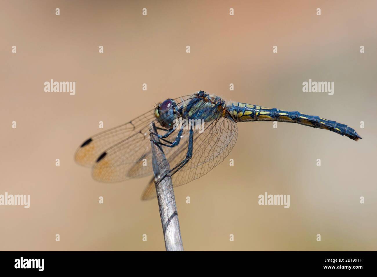 Indigo Dropwing (Trithemis festiva), weiblich, Türkei, Mugla Stockfoto