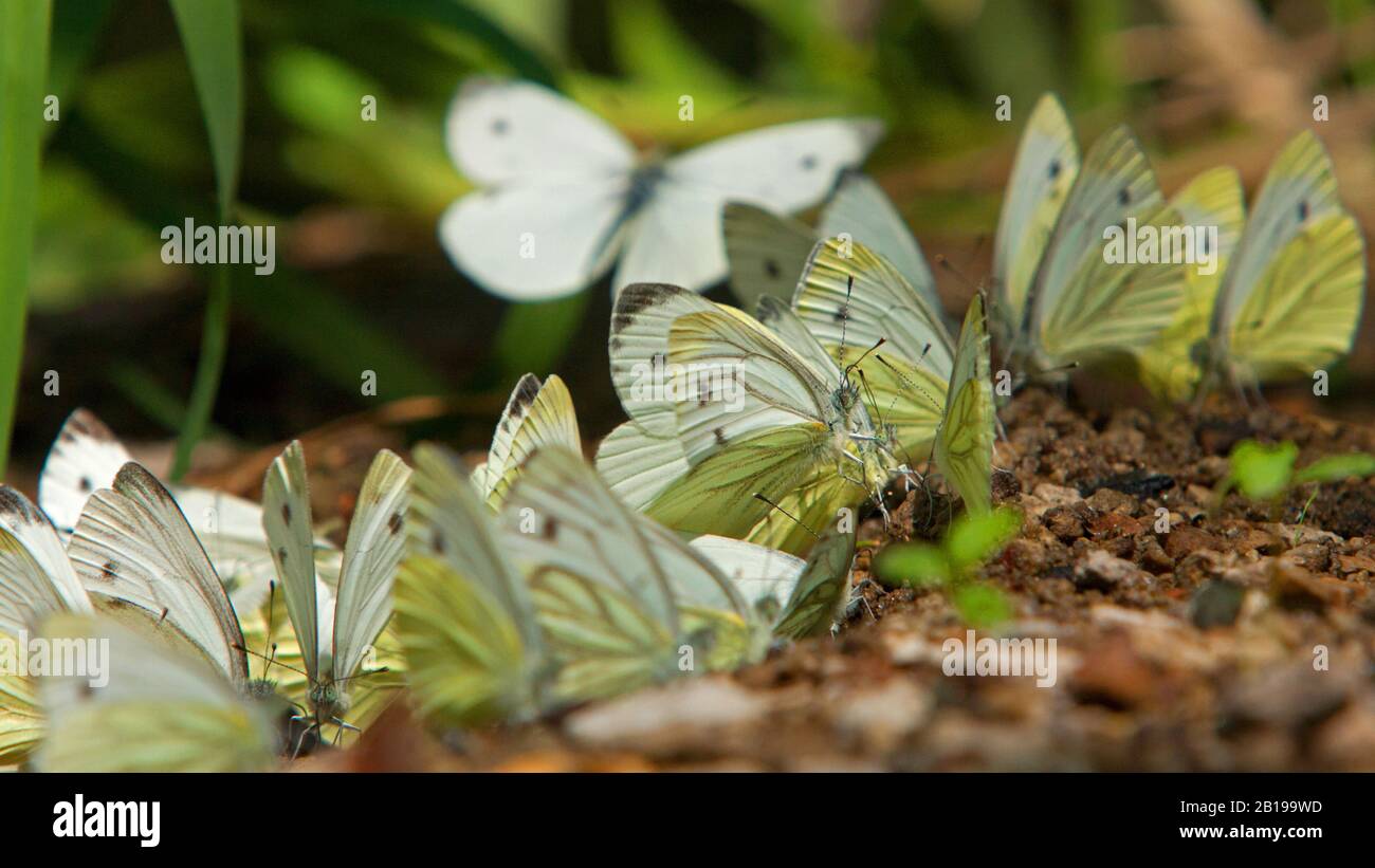 Grün-verhülltes Weiß, grün-verhülltes Weiß (Pieris napi, Artogenia napi, Pieris napae), Schlammpfüttern von Schmetterlingen (Aufnahme flüssiger Nährstoffe aus nassem Boden), Ungarn Stockfoto