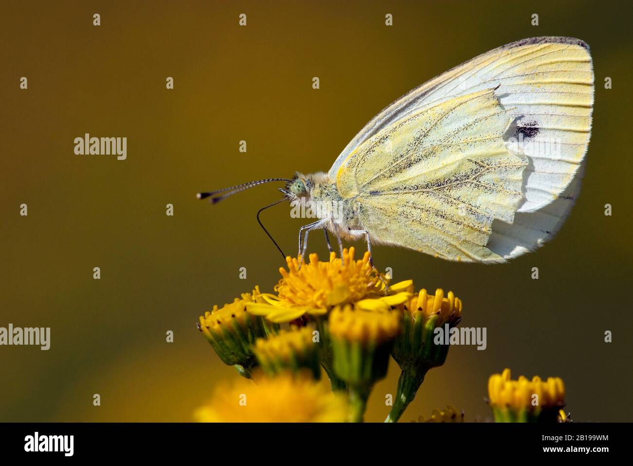 Grün-weiß, grün-weiß (Pieris napi, Artogenia napi, Pieris napae), auf Ragwort, Niederlande, Limburger Stockfoto