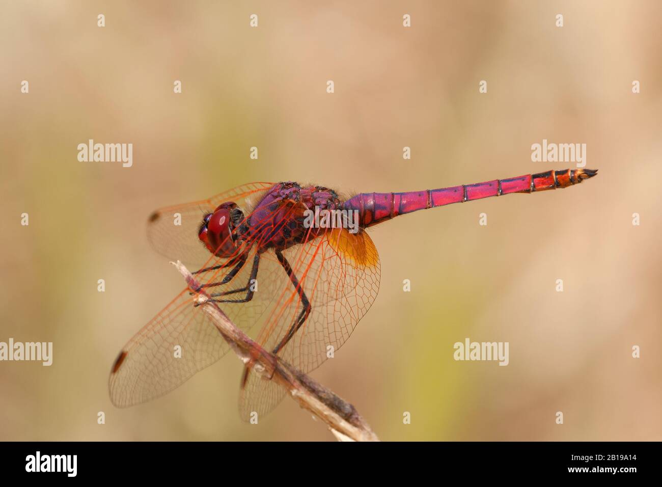 Violetter Dropwing, violett markierter Darter, violett gespülter Darter, plumfarbener Dropwing (Trithemis annulata), männlich, Griechenland, Lesbos Stockfoto