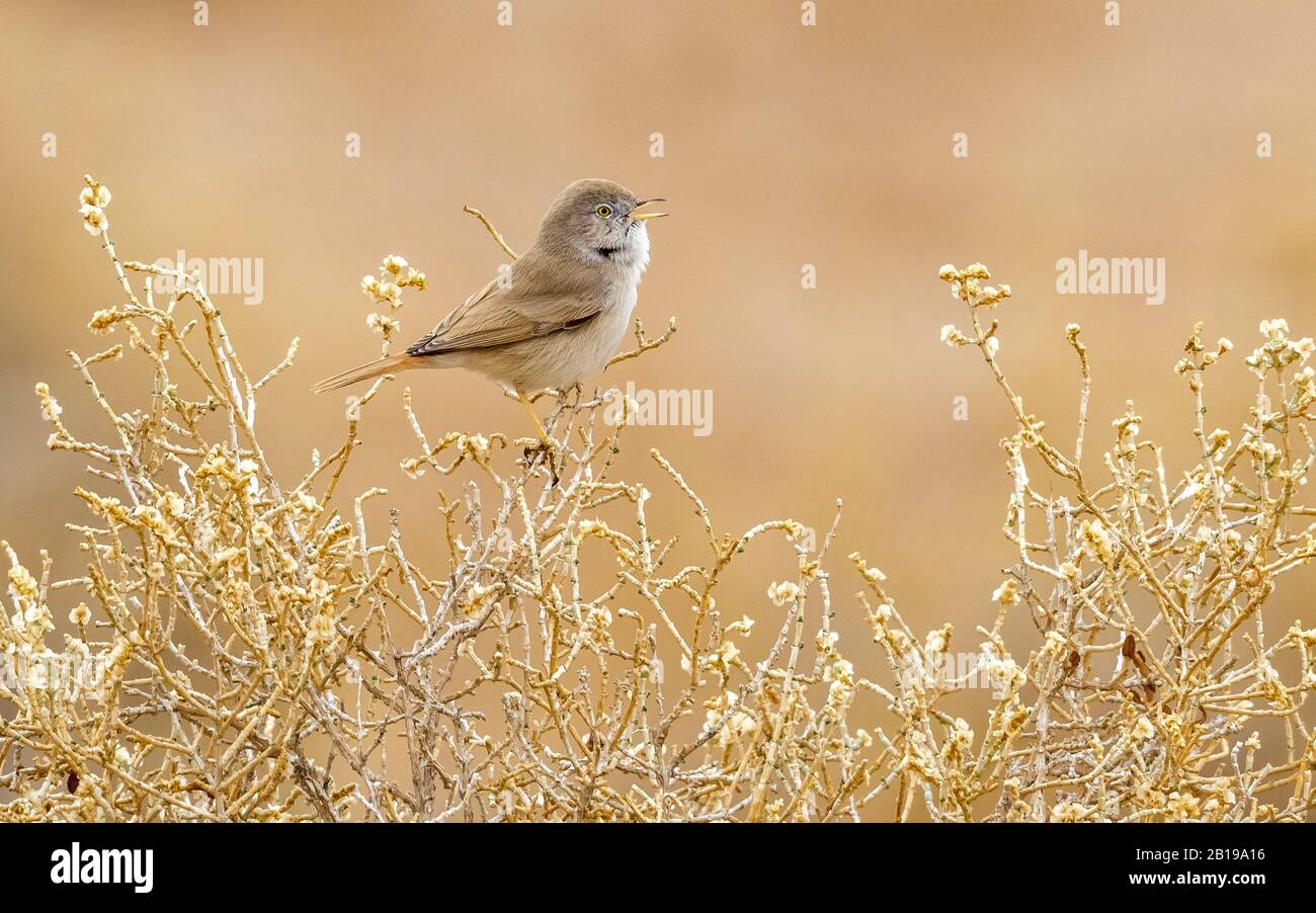 Desert Whitetroat, Asian Desert Warbler (Sylvia nana, Curruca nana), auf einer Filiale in Kuwait Stockfoto