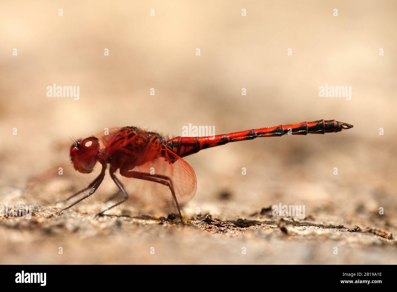 Rotveilige Dropwing (Trithemis arteriosa), männlich, Kanarische Inseln, Teneras Stockfoto