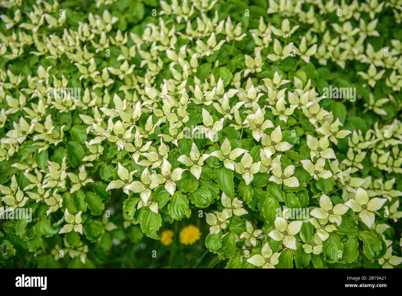 Kousa Hartriegel, Japanisch Dogwwod (Cornus kousa), blühende, Vereinigtes Königreich, England Stockfoto