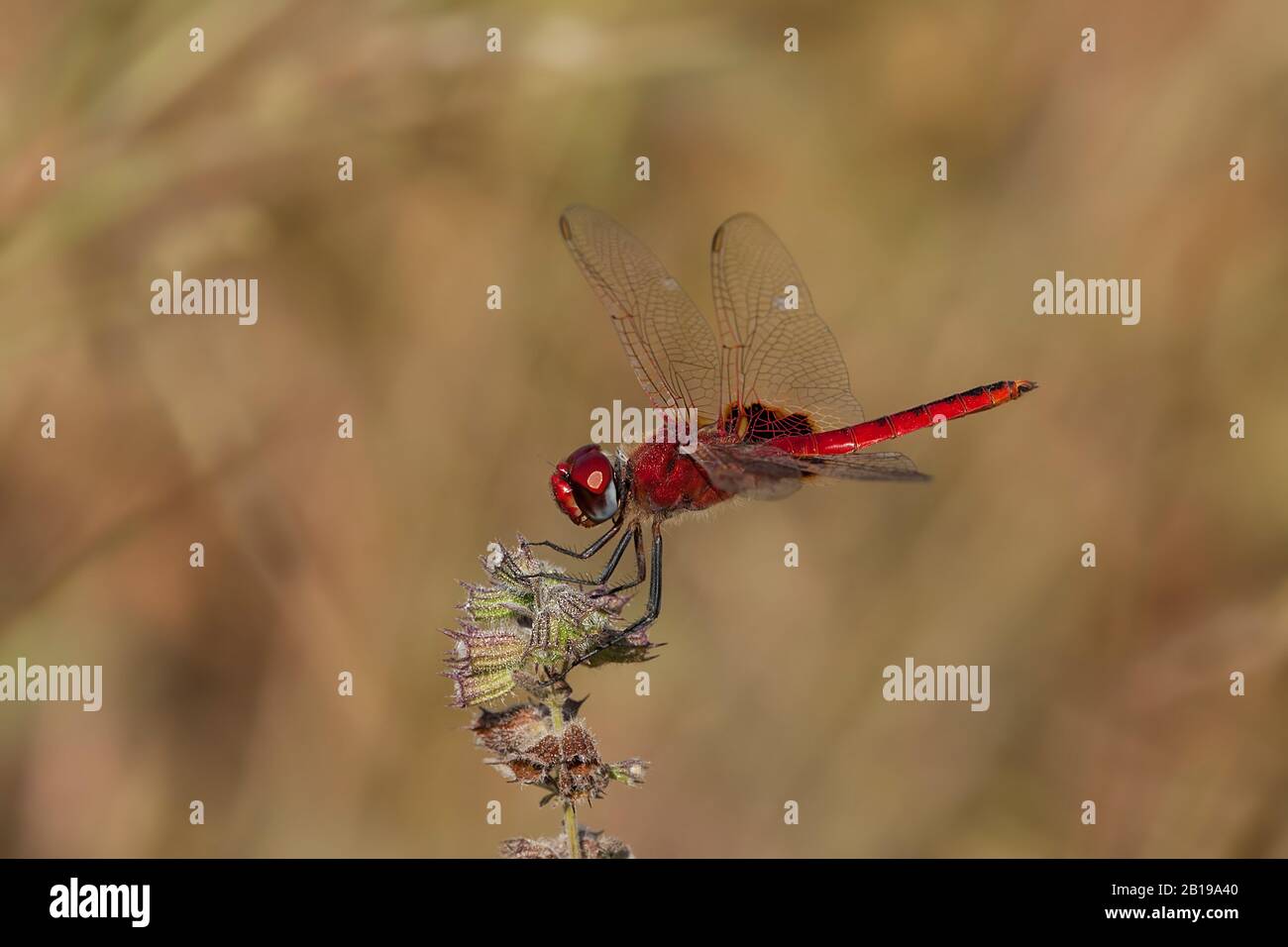 Red Basker (Urothemis assignata), männlich, Gambia Stockfoto