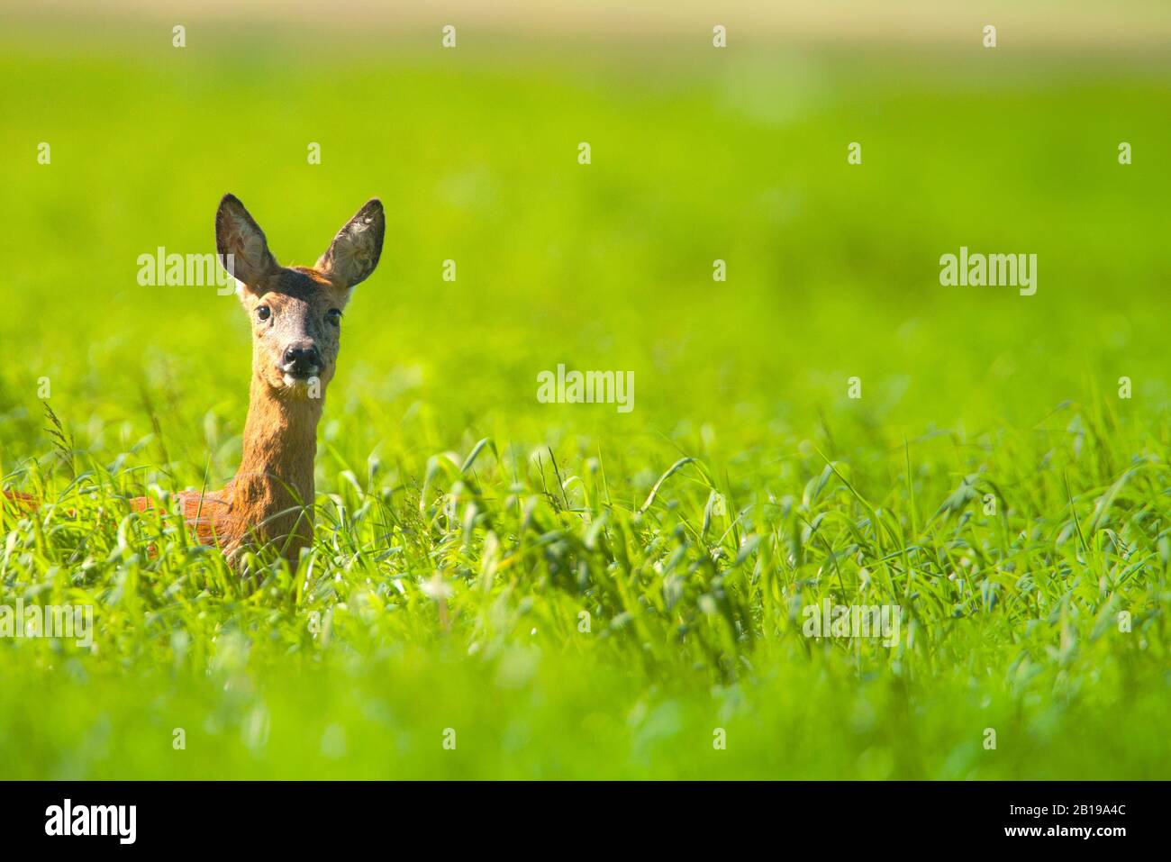 ROE-Rehe (Capreolus capreolus), aus Hochgras, Niederlande, Frisia, Delleboersterheide Stockfoto