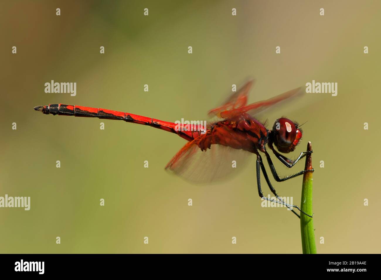 Rotveilige Dropwing (Trithemis arteriosa), männlich, Südafrika, Limpopo Stockfoto