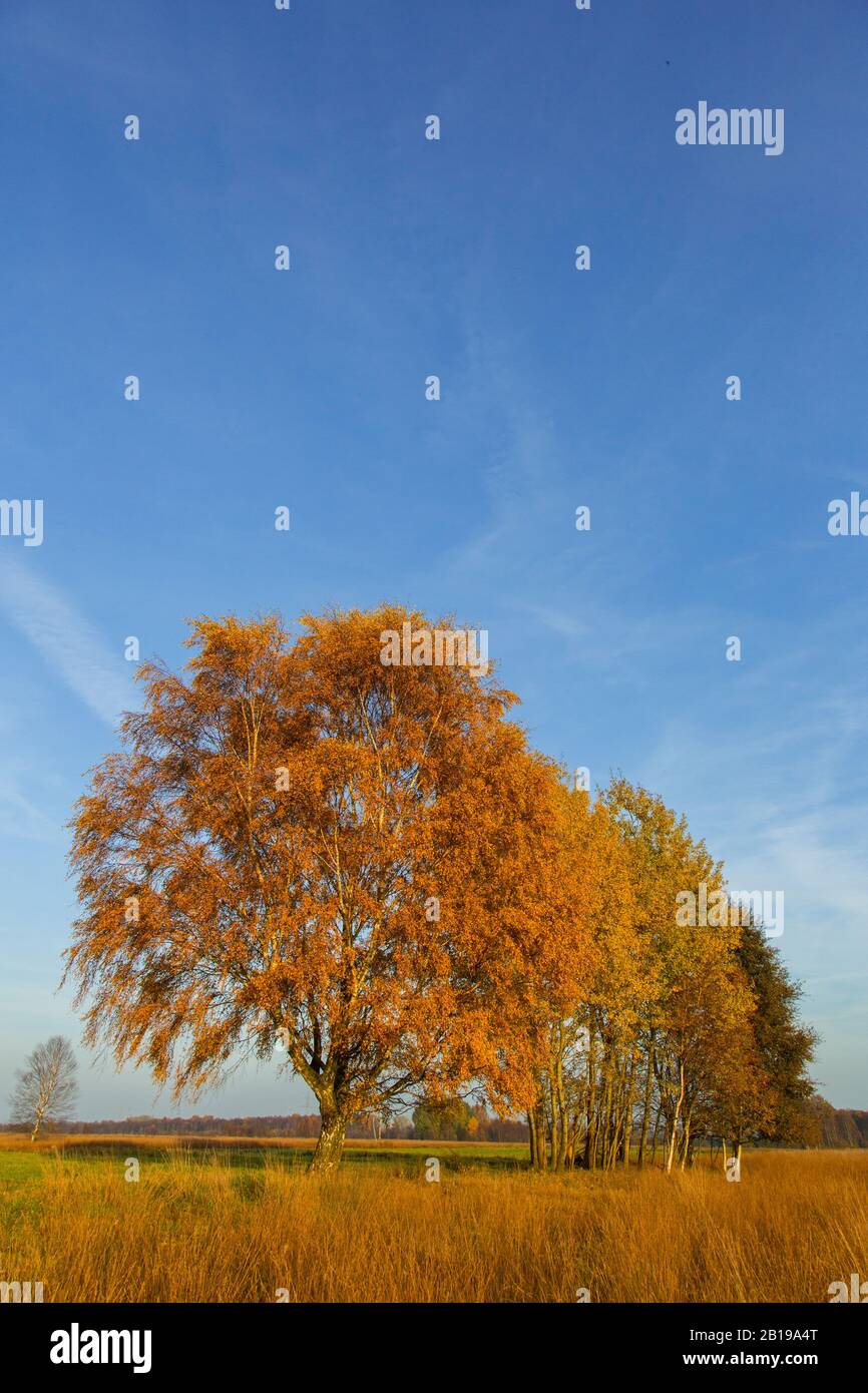 Torfmoor in Diepholz im Herbst, Deutschland, Niedersachsen, Rehdener Geestmoor, Drebbersches Moore Stockfoto