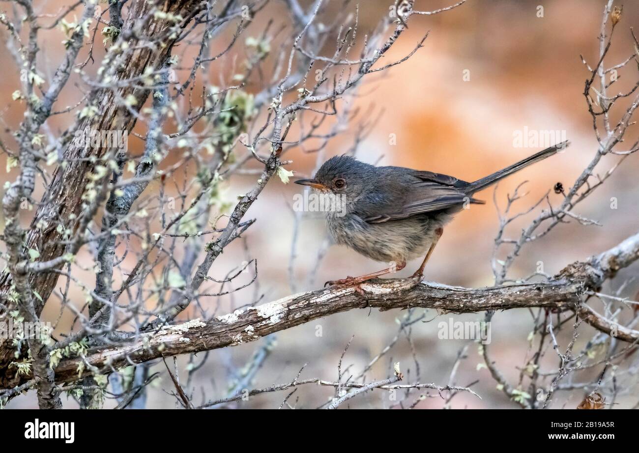 Balearen-Warbler (Sylvia balearica, Sylvia sarda balearica), Jugendliche auf einer Filiale, Spanien, Balearen, Ibiza Stockfoto