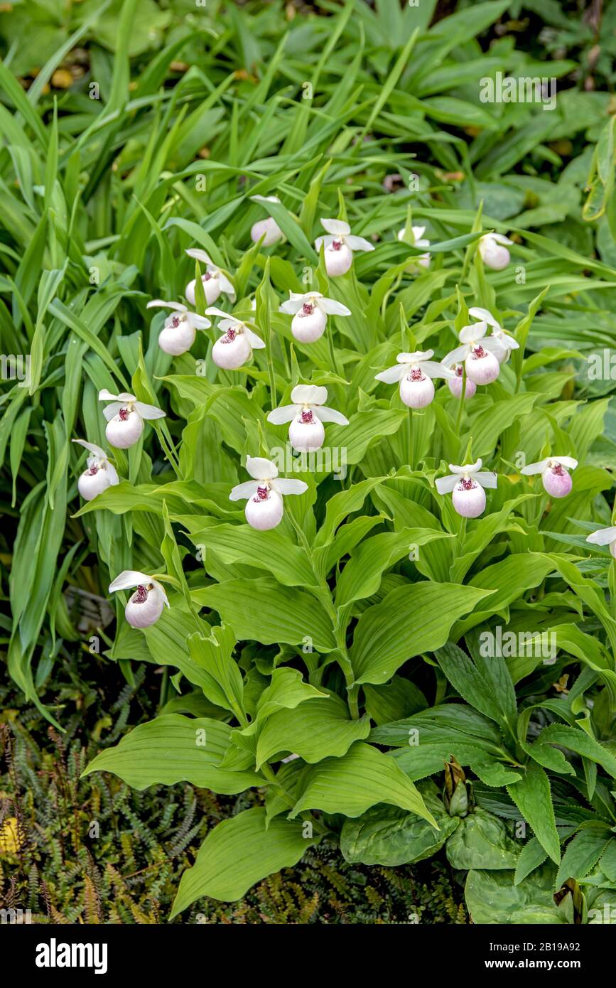 Damenschlittenorchid (Cypripedium calceolus 'Ulla Silkens', Cypripedium calceolus Ulla Silkens), Kultivar Ulla Silkens Stockfoto