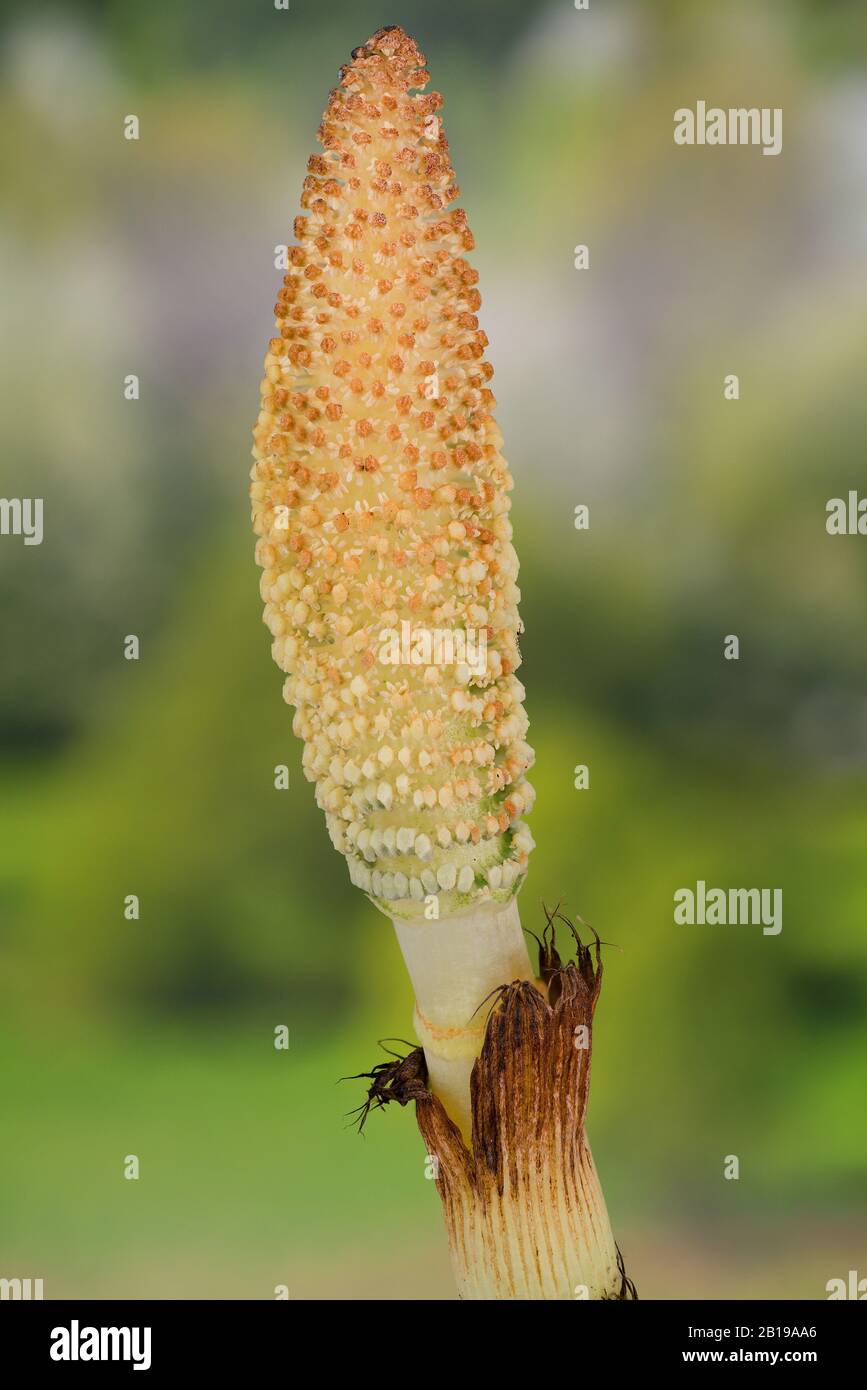 Großer Horsetail (Equisetum telmateia, Equisetum telmateja, Equisetum Maximum), sporetragender Strobilus, Deutschland, Bayern Stockfoto