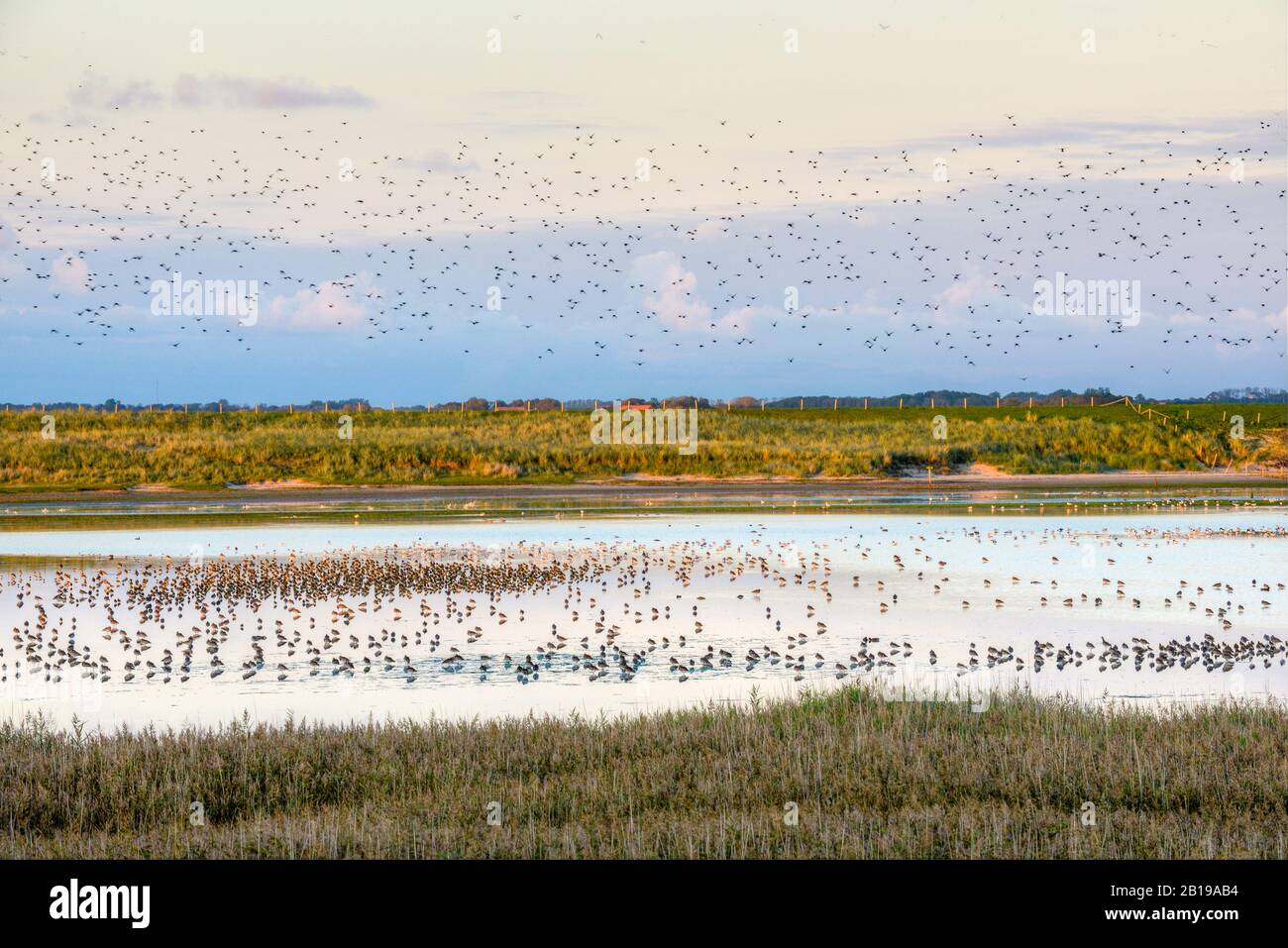 Migartion Birds Mokbaai am Abend, Niederlande, Texel, Duenen vom Texel Nationalpark, den Hoorn Stockfoto