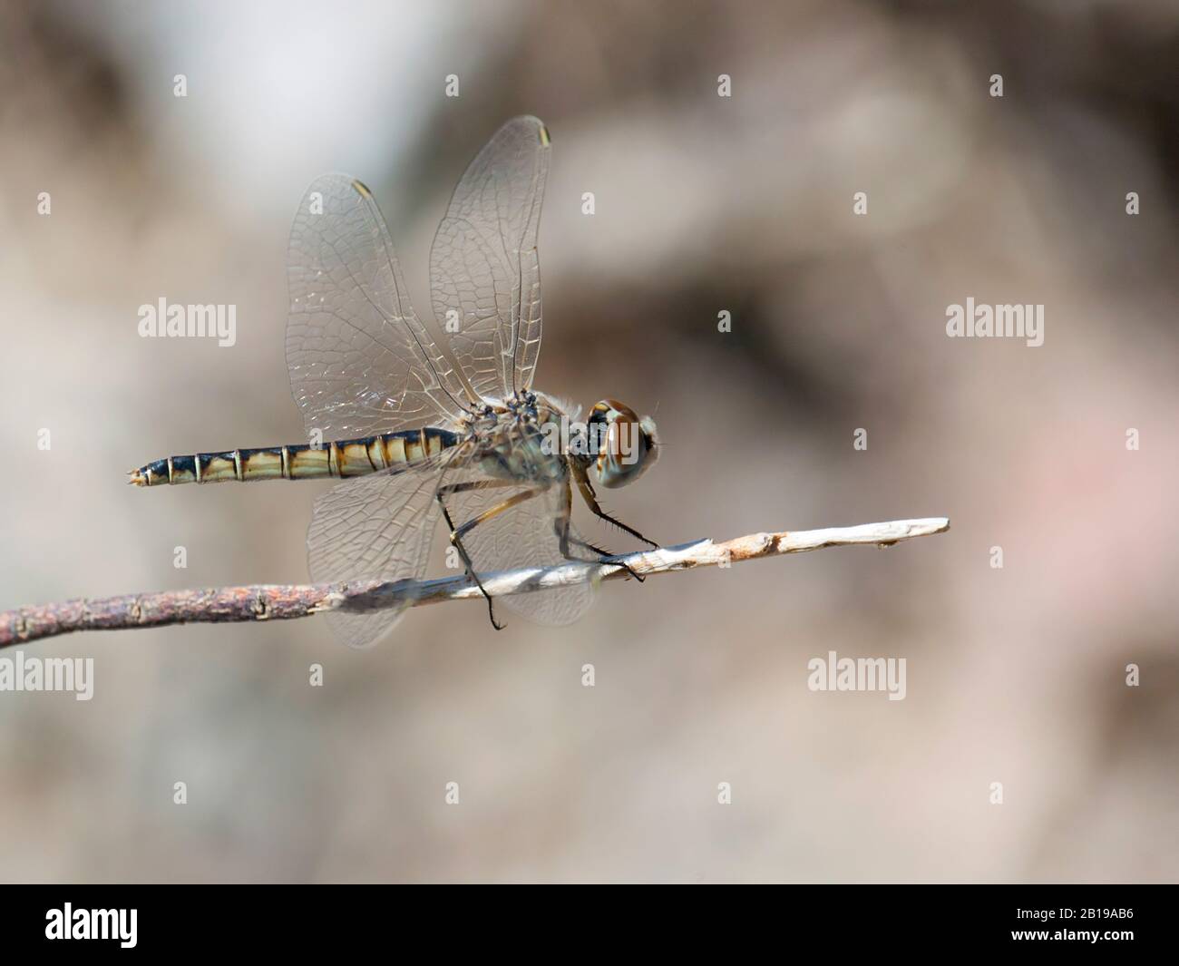 Schwarzer Wimpel (Selysiothemis nigra), weiblich, Türkei, Mugla Stockfoto