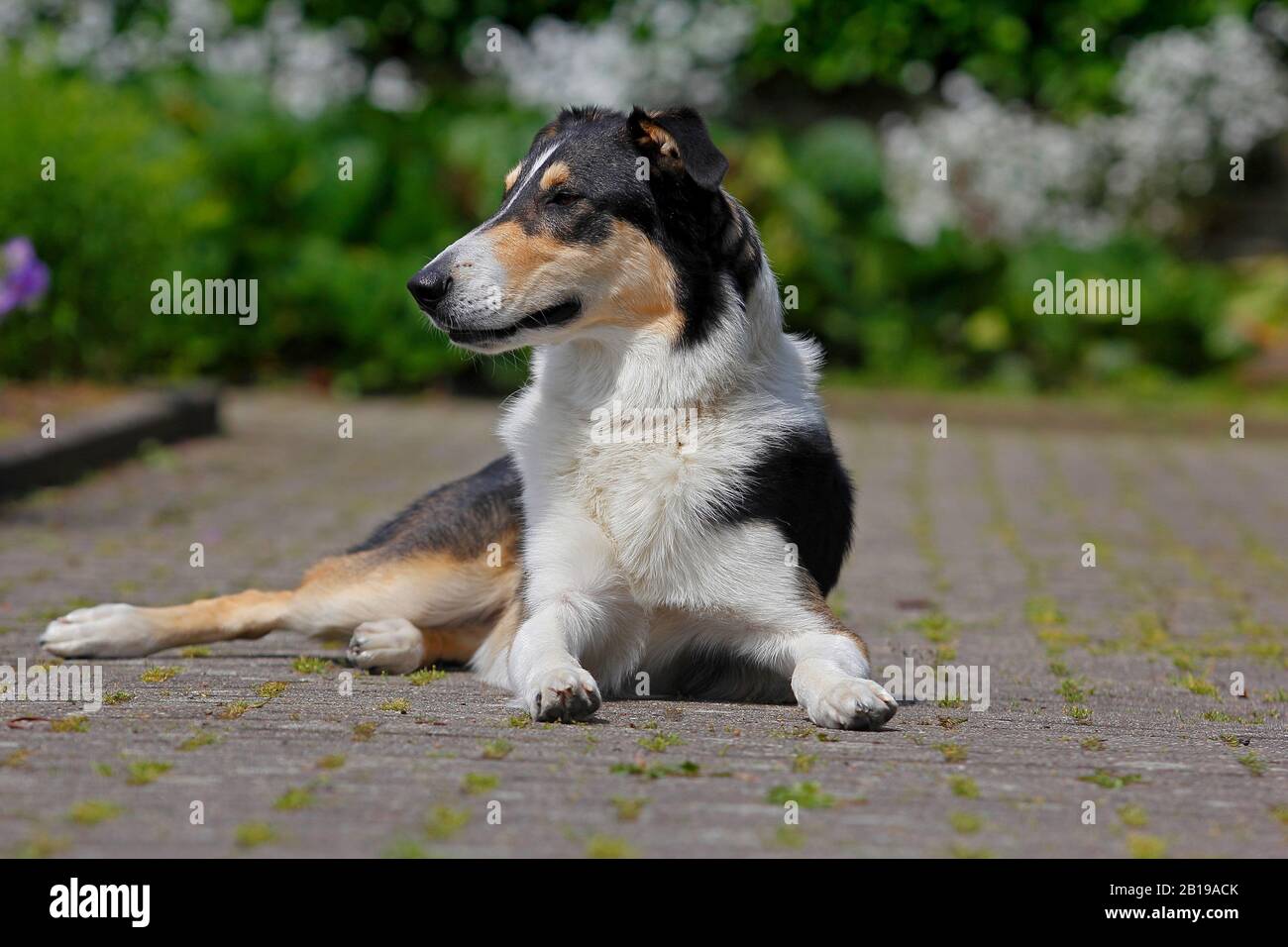 Gemischter Rassehund (Canis lupus f. familiaris), zwei Jahre alter Bearded Collie Collie Mongrel auf einem Weg liegend, dreifarbig, Deutschland Stockfoto