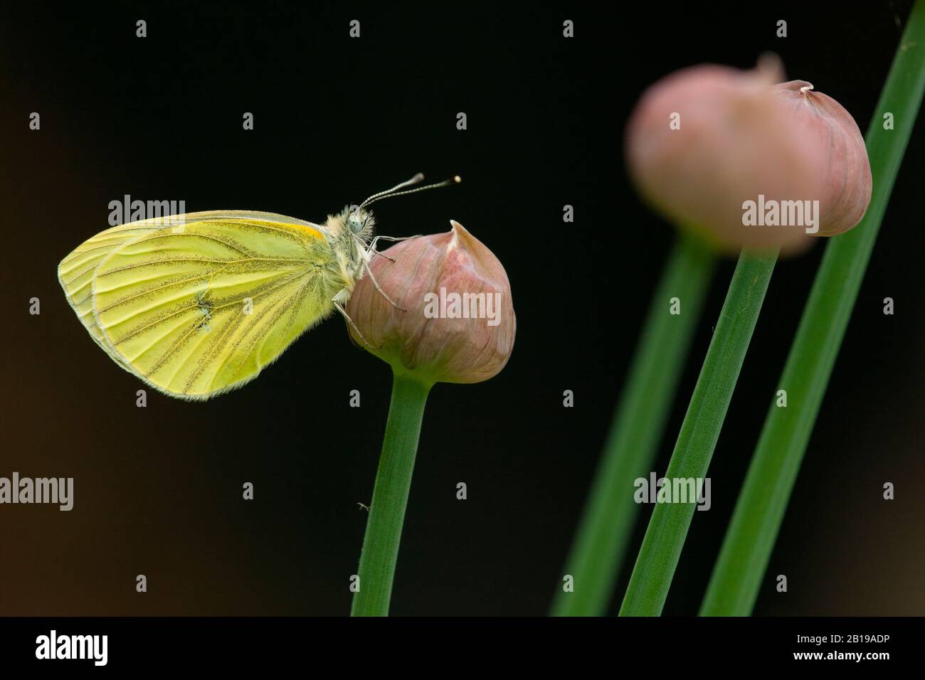 Grün-Veined weiß, Grün-Veined weiß (Pieris napi, Artogenia napi, Pieris napae), an Leek, Seitenansicht, Niederlande, Frisia Stockfoto