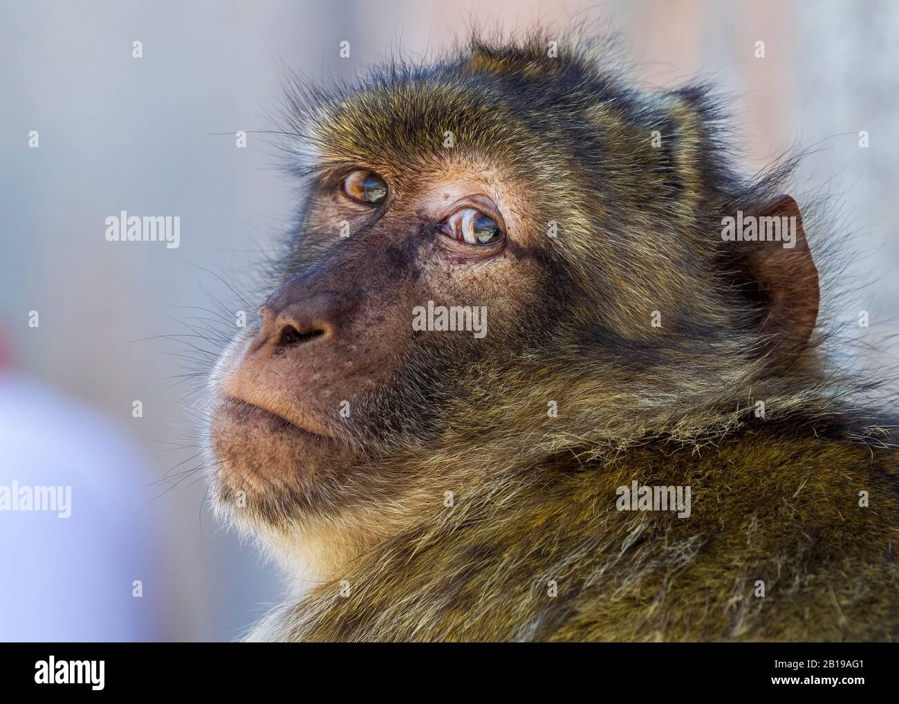 Barbary Affe, Berberaffe (Macaca Sylvanus), Porträt, Gibraltar Stockfoto