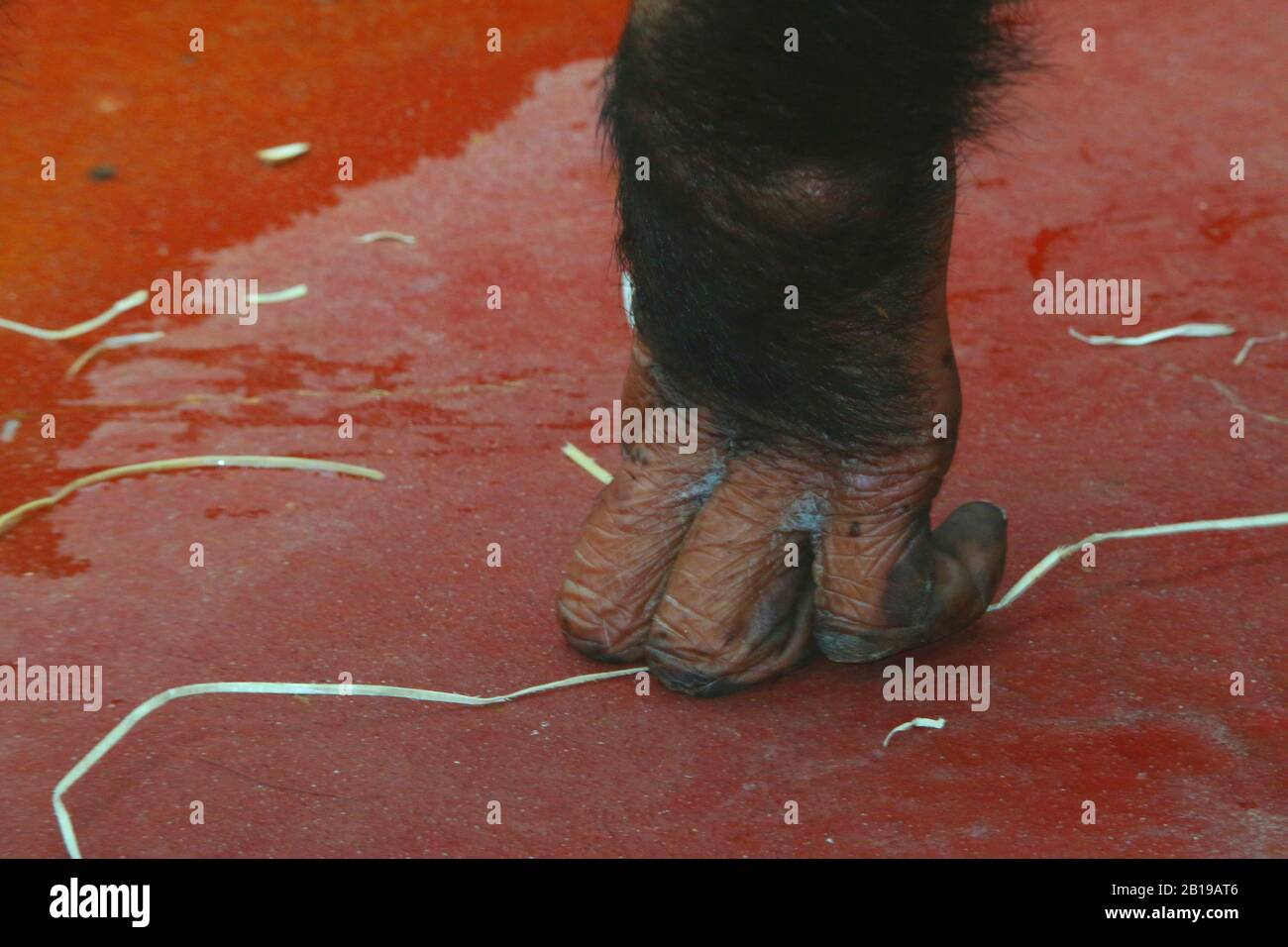 Westliche gemeine Schimpanse (Pan troglodytes verus), Handschlag auf dem Boden, Zooschuss Stockfoto