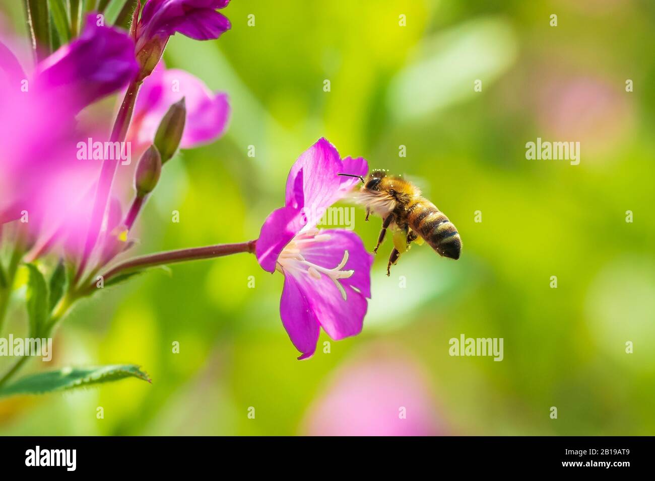 Nahaufnahme eines westlichen Honigbiene oder der Europäischen Honigbiene (Apis mellifera) Fütterung Nektar von Pink große haarige Weidenröschen Epilobium hirsutum Blumen Stockfoto