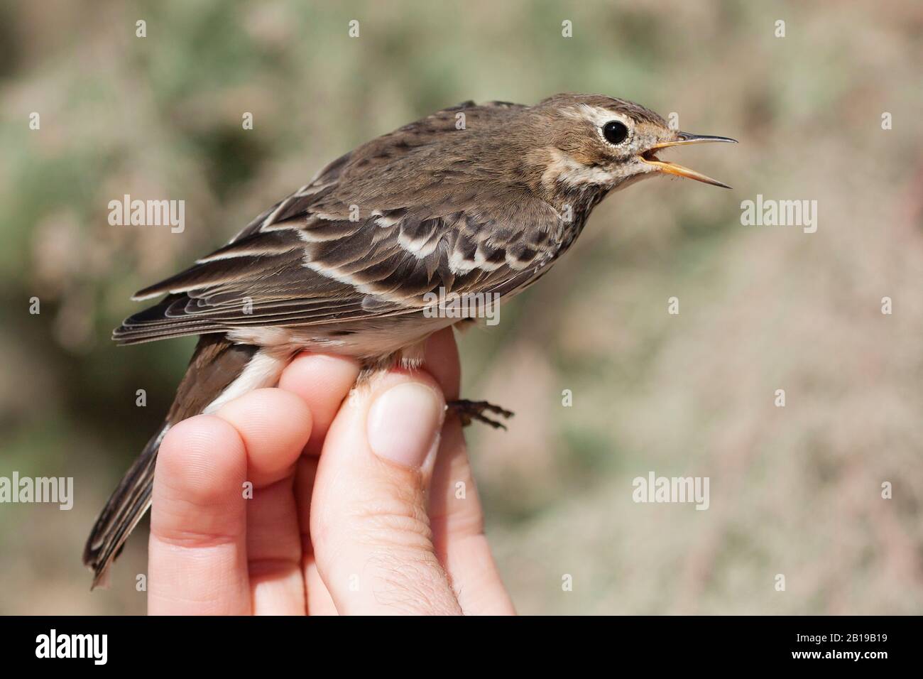 Buff-belogen Pitpit (Anthus rubescens), in der Hand beim Klingeln, Israel Stockfoto