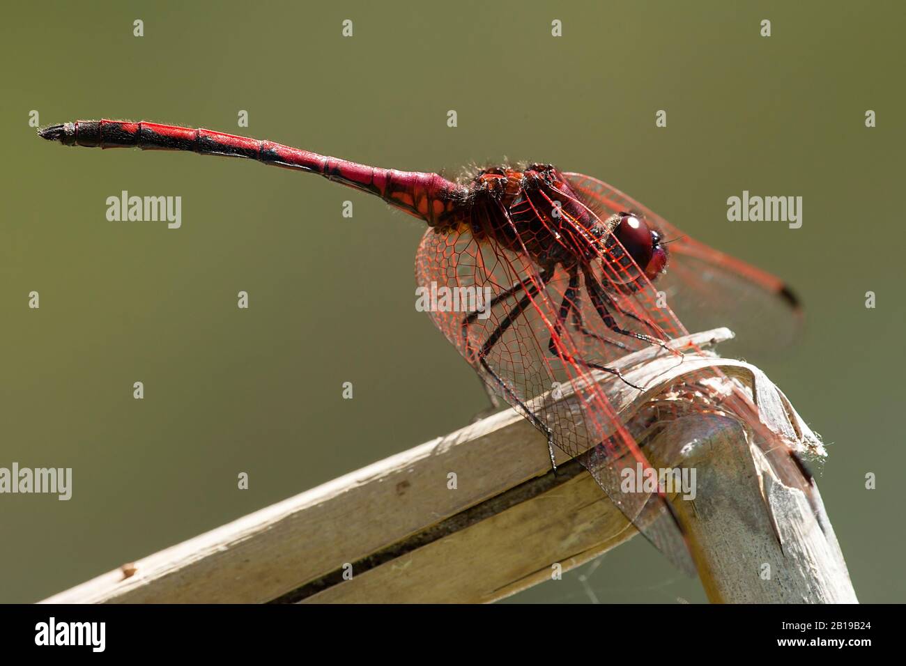 Rotveilige Dropwing (Trithemis arteriosa), männlich, Südafrika, Kirstenbosch Stockfoto