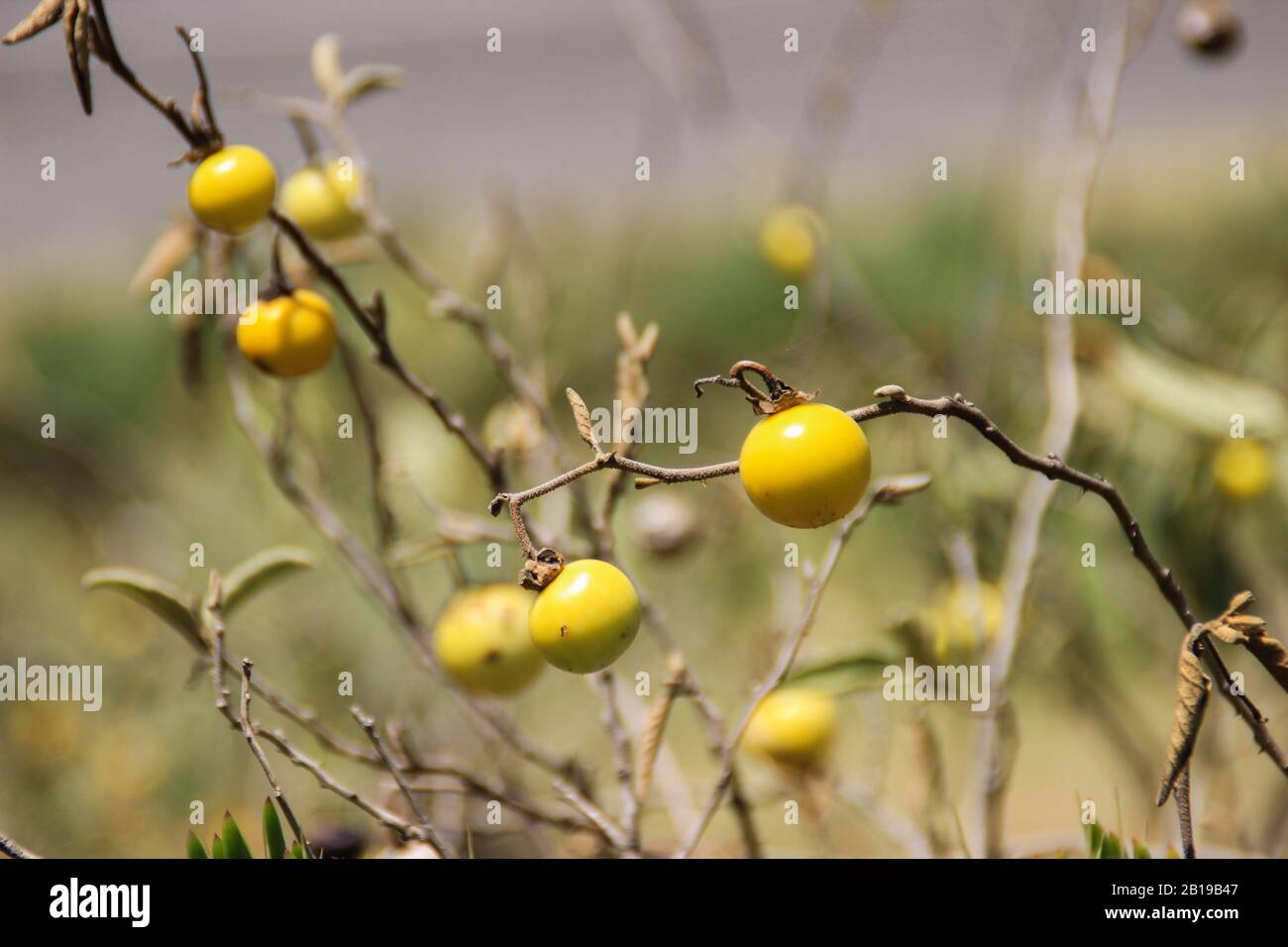 Small yellow fruits Fotos und Bildmaterial in hoher Auflösung Alamy