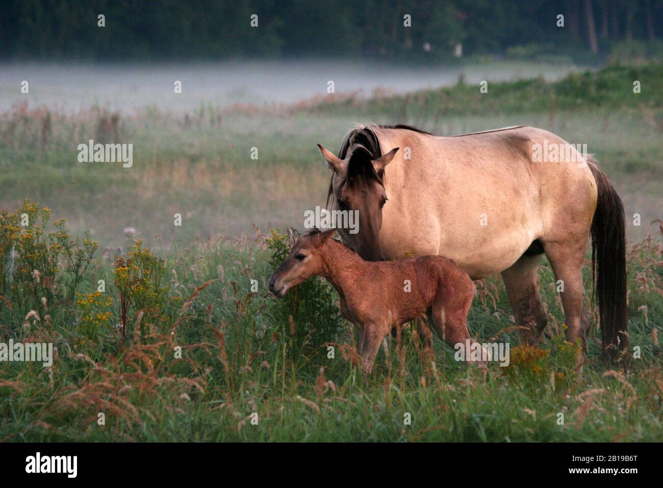 Tarpan (Equus ferus gmelini, Equus gmelini), Stute und Fohlen in einer Wiese mit gemahlenem Nebel, Niederlande, Wassenaar Stockfoto
