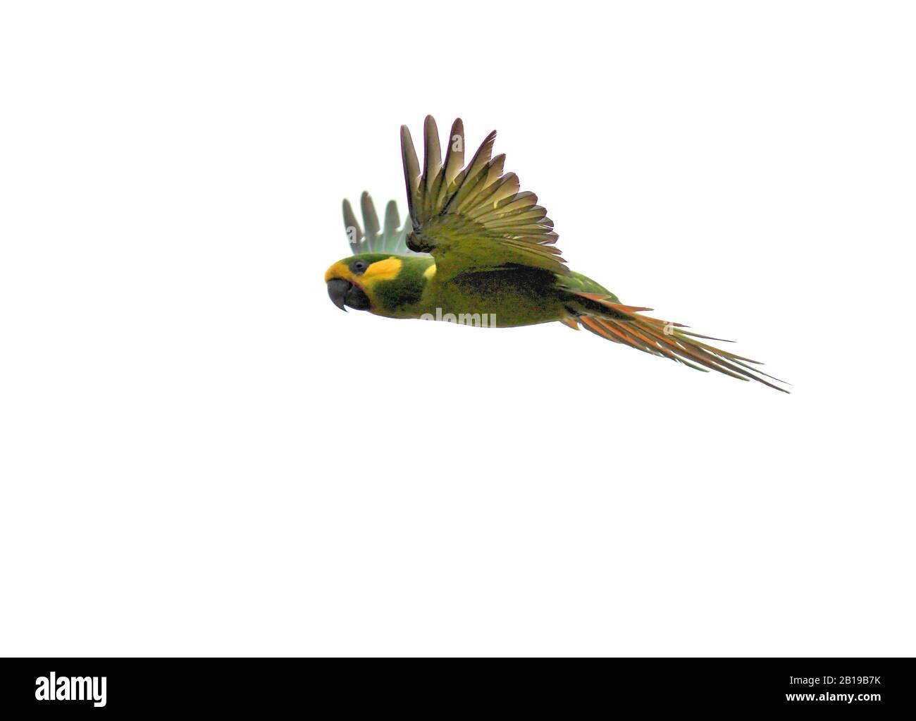 Gelbbauchzauber (Ognorhynchus icterotis), eine bedrohte Art der kolumbianischen Anden., Kolumbien Stockfoto