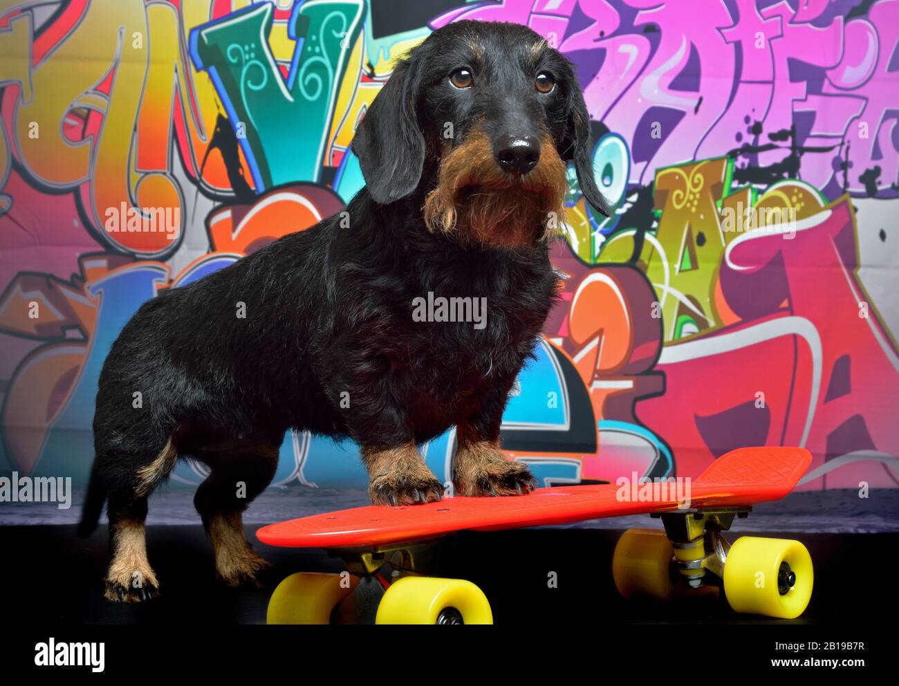 Drahthaariger Dachshund, Drahthaariger Wursthund, Haushund (Canis lupus f. familiaris), cooler weiblicher Drahthaariger Dachshund mit Skateboard vor einer Graffitiwand Stockfoto