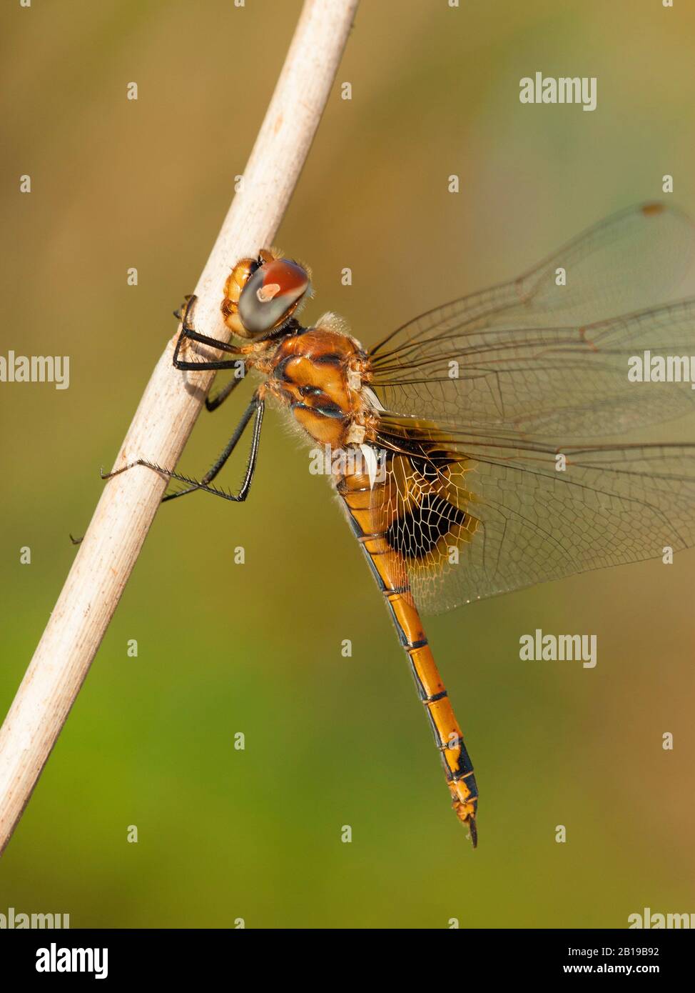 Keyhole Glider (Tramea basilaris), weiblich, Gambia Stockfoto